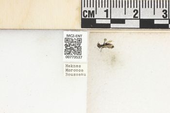 Media type: image;   Entomology 773537 Aspect: Labels